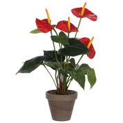 Plante Artificielle - Anthurium Rouge - MICA